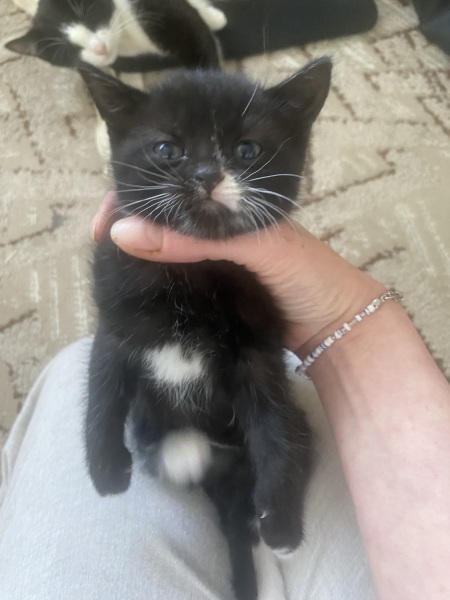 Advice please, Baby cats have arrived!