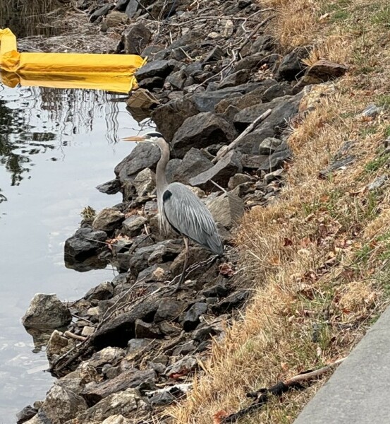 Come and tell us your dull and unexciting news 33: Calmly through the day