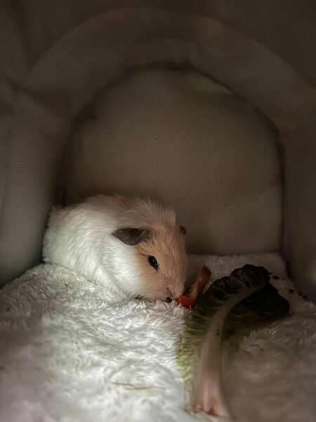 New Guinea Pig has stopped eating