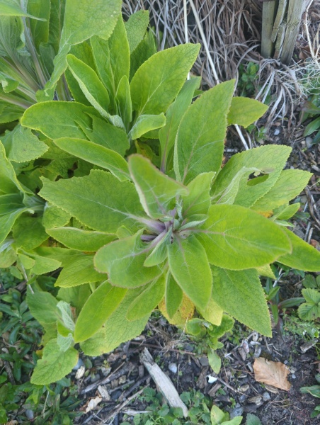 Can anyone identify this plant / weed