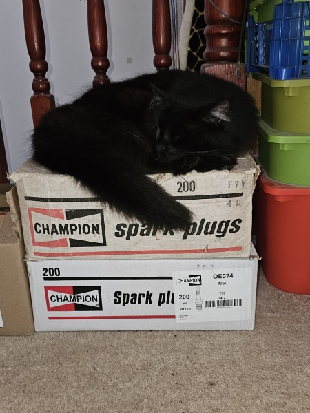 Hymns in Minor Keys & the Russian Easter Overture - the Excellent Cats ignore Culture.....