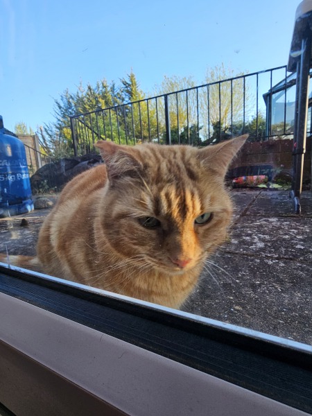 Hymns in Minor Keys & the Russian Easter Overture - the Excellent Cats ignore Culture.....