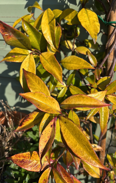 What is wrong with my jasmine and what can I do to save it?