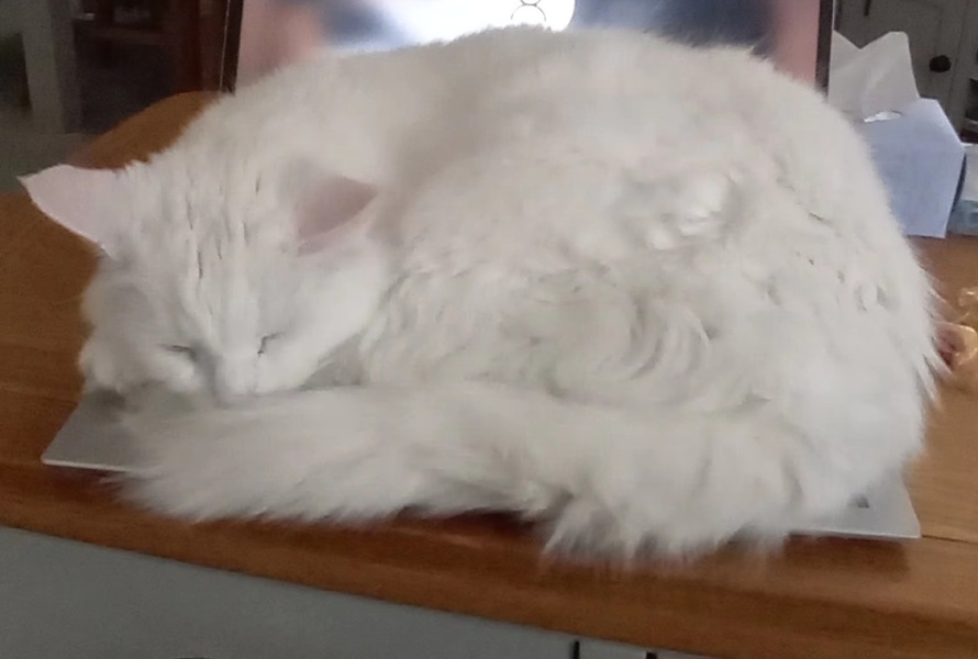 Hymns in Minor Keys & the Russian Easter Overture - the Excellent Cats ignore Culture.....