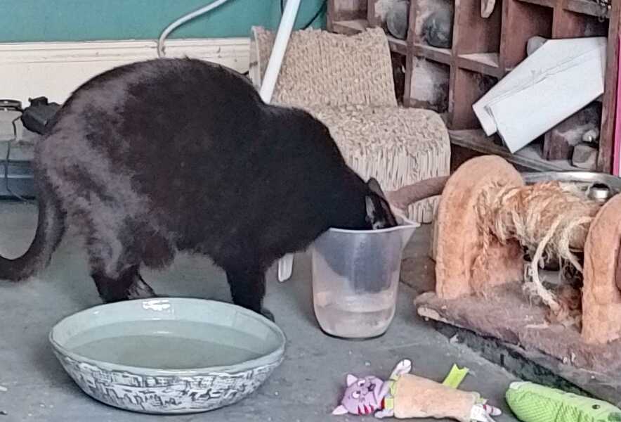 Hymns in Minor Keys & the Russian Easter Overture - the Excellent Cats ignore Culture.....