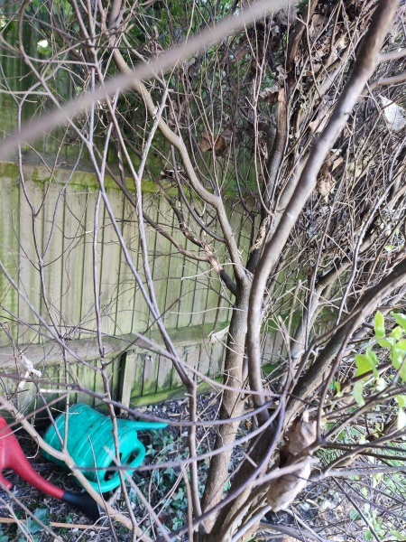 Will I regret a naked fence?