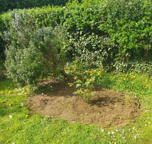 What can I plant around my rose?