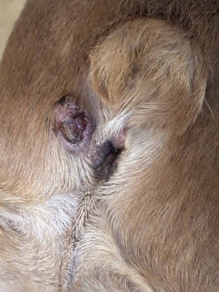 Mast Cell Tumor