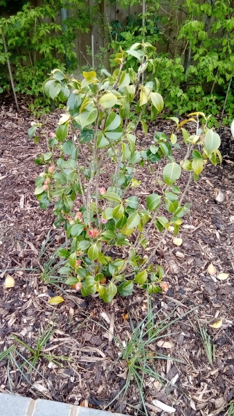 Help with Japonica