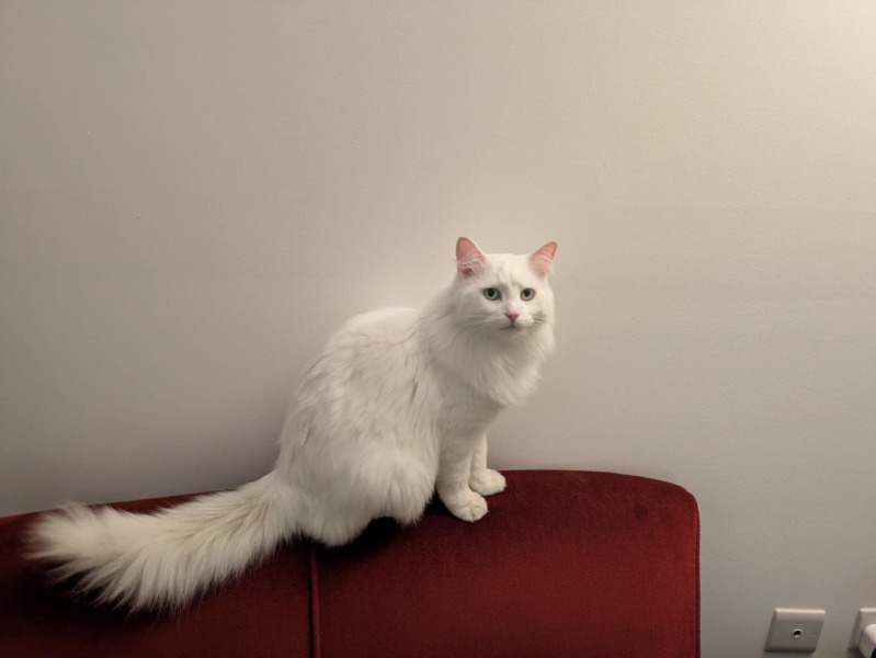 Where do people get cats from now?