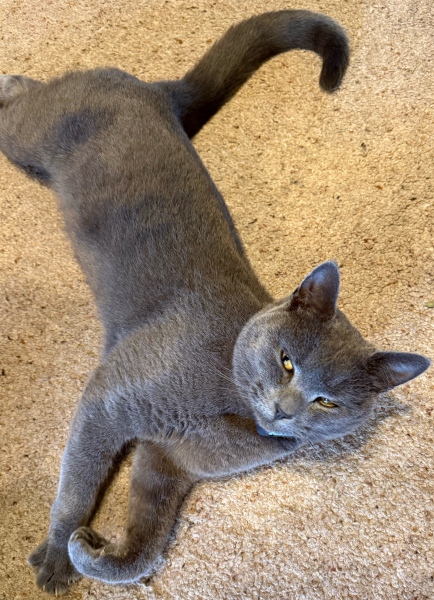 Hymns in Minor Keys & the Russian Easter Overture - the Excellent Cats ignore Culture.....