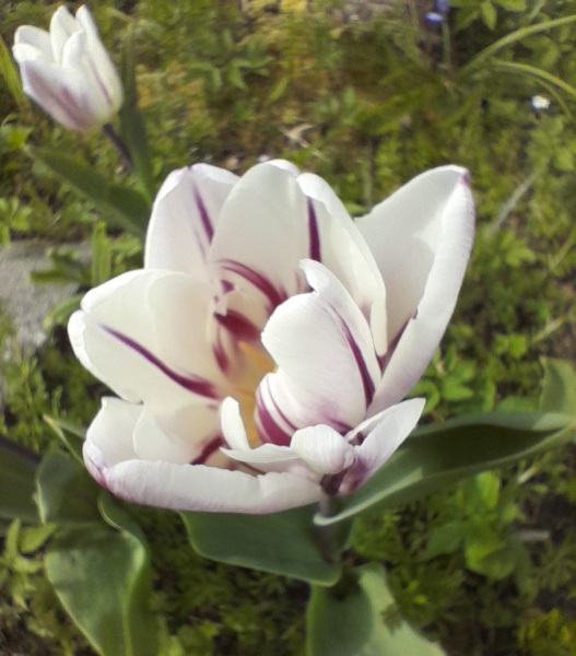 What have you done in the garden today? Part 6