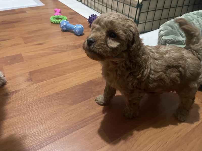 New puppy
