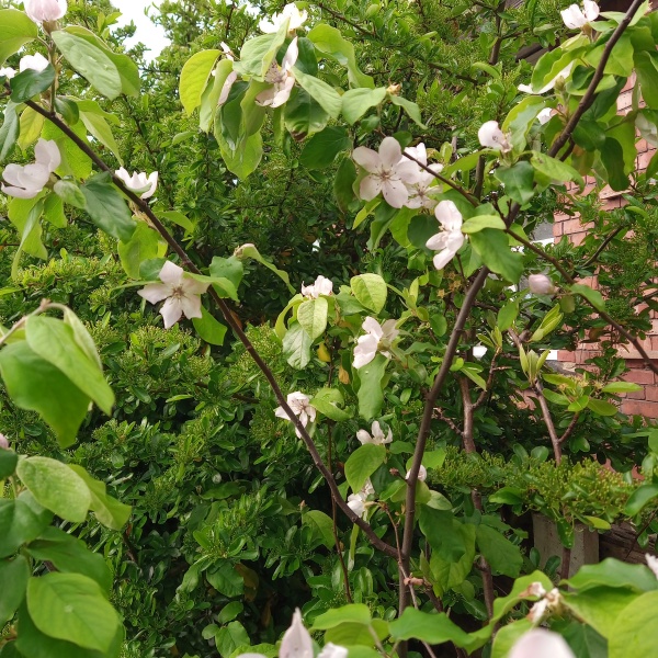 Thread 22 Starmer - Running up to local elections