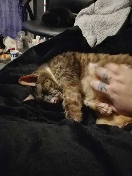 Hymns in Minor Keys & the Russian Easter Overture - the Excellent Cats ignore Culture.....