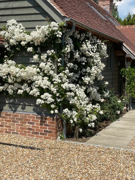 Please recommend 2 roses to go up an arch