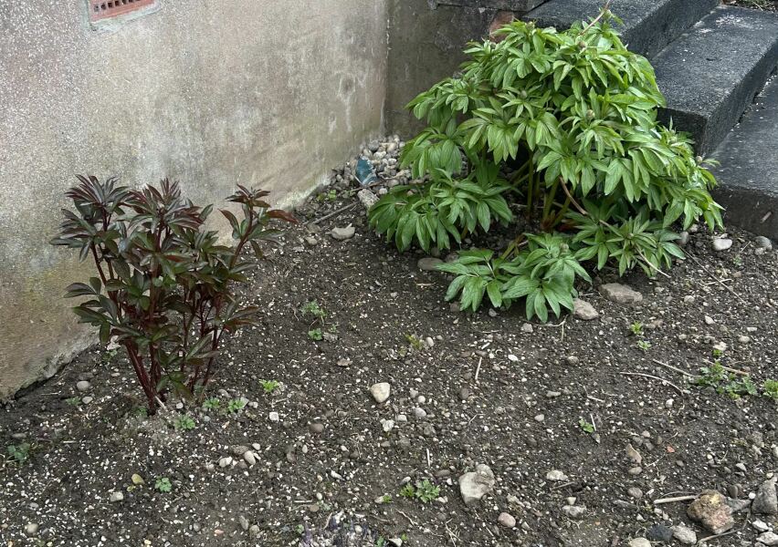 Anyone else excited for peonies?