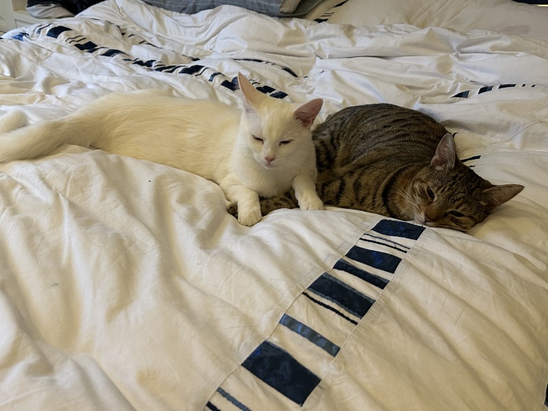 Hymns in Minor Keys & the Russian Easter Overture - the Excellent Cats ignore Culture.....