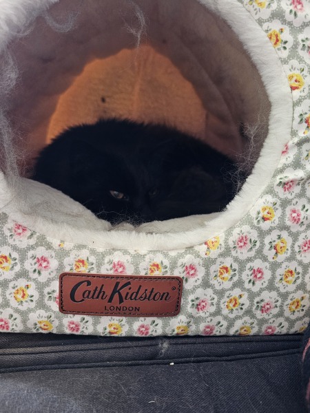 Cath Kidston not longer popular?