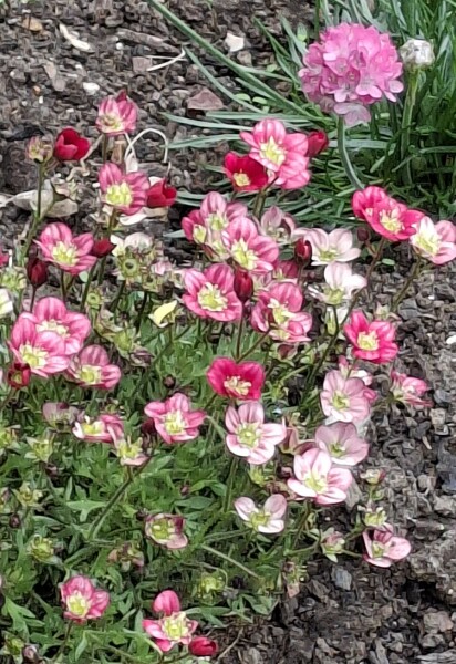 Thread 22 Starmer - Running up to local elections