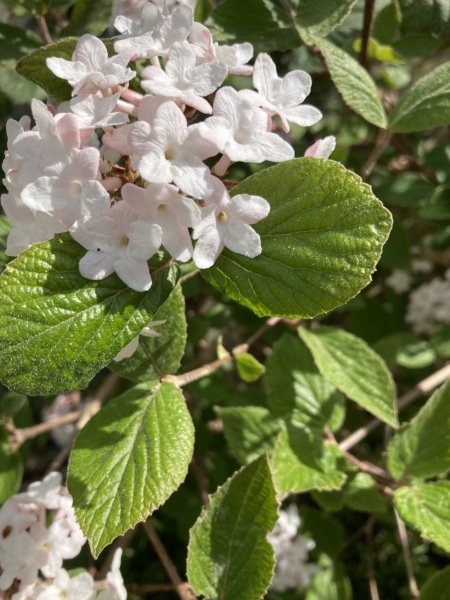 Plant ID please