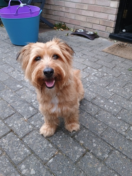 Best way to get my dogs gut health on track?