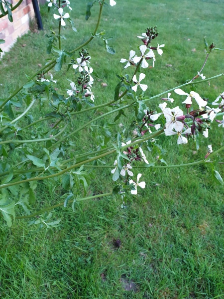 What is this plant?