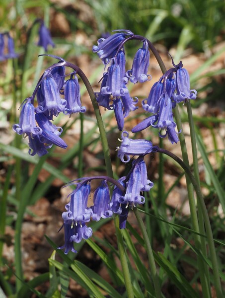 Has somebody put the bluebells out in the maidenhead area?