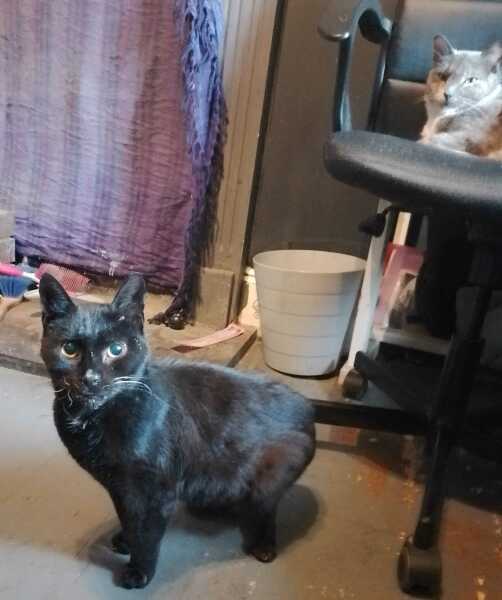 Hymns in Minor Keys & the Russian Easter Overture - the Excellent Cats ignore Culture.....