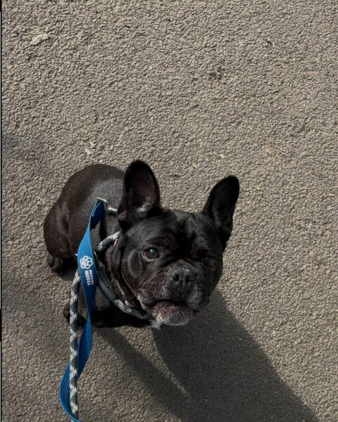 Thread 21 Starmer - Casting Nasturtiums