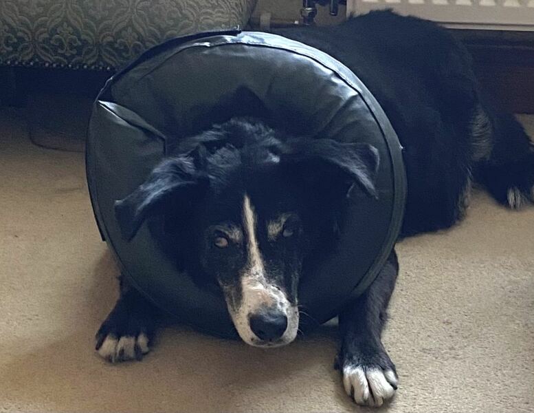 Handhold please - elderly rescue dog attacked by Doberman this afternoon 😢