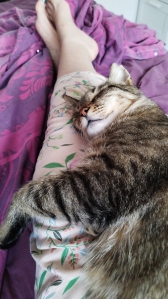 Hymns in Minor Keys & the Russian Easter Overture - the Excellent Cats ignore Culture.....