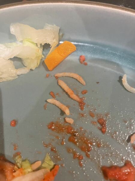 Rice or maggots??