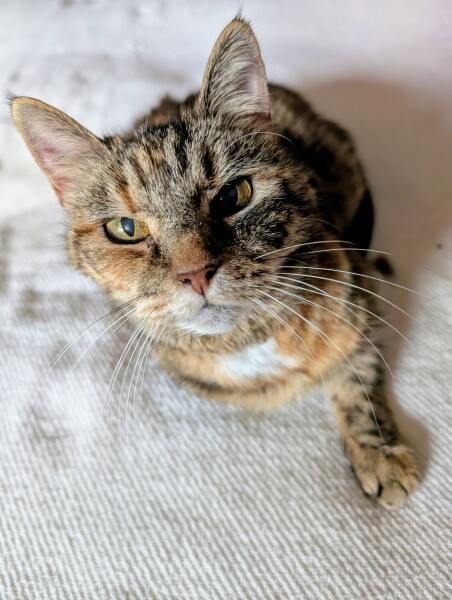 Hymns in Minor Keys & the Russian Easter Overture - the Excellent Cats ignore Culture.....