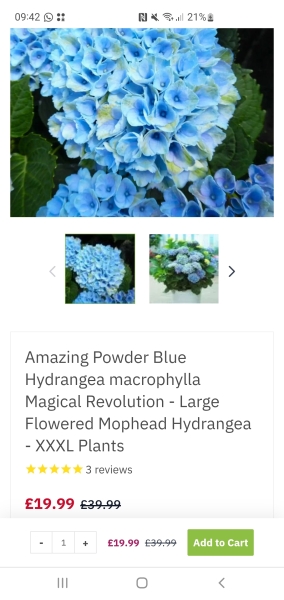 How is your hydrangeas looking right now?