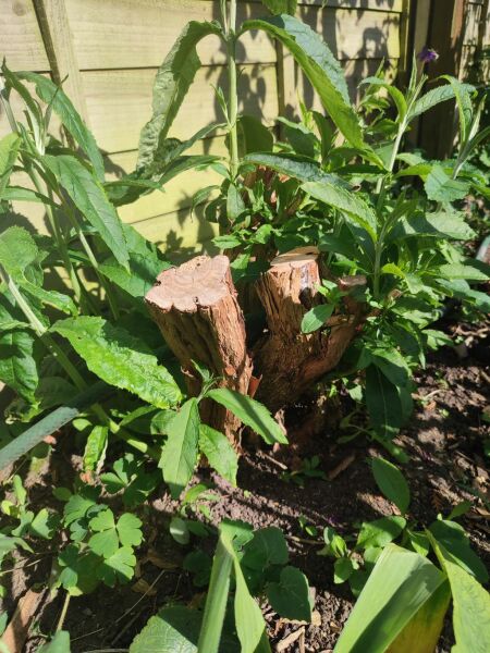 Novice.. any idea what to plant here (pic included)