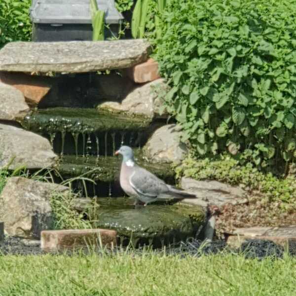 Please put some water out for the birds and other animals