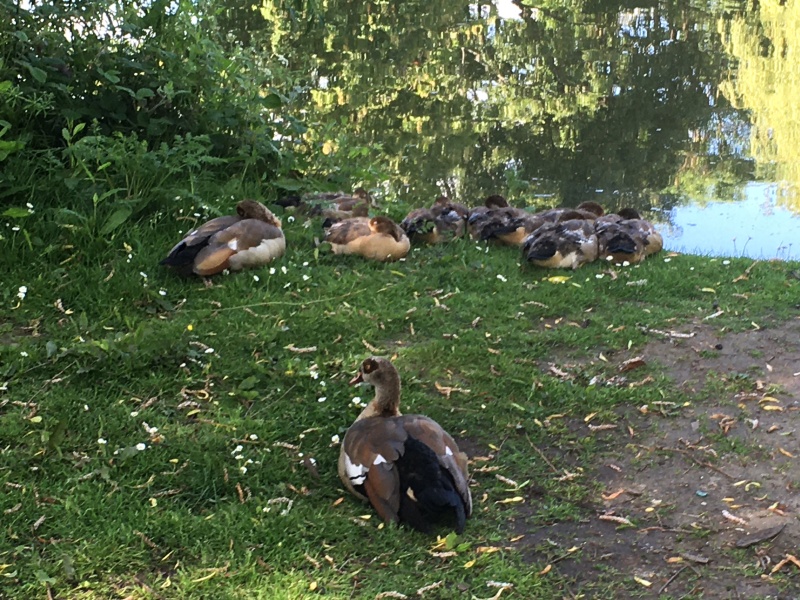 To get this excited about ducklings on the pond?