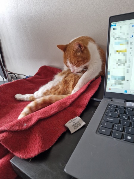 Hymns in Minor Keys & the Russian Easter Overture - the Excellent Cats ignore Culture.....