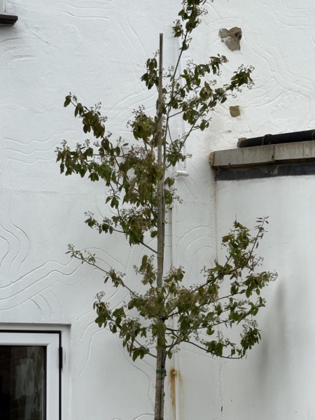Is it normal for a tree to have gaps in its canopy?