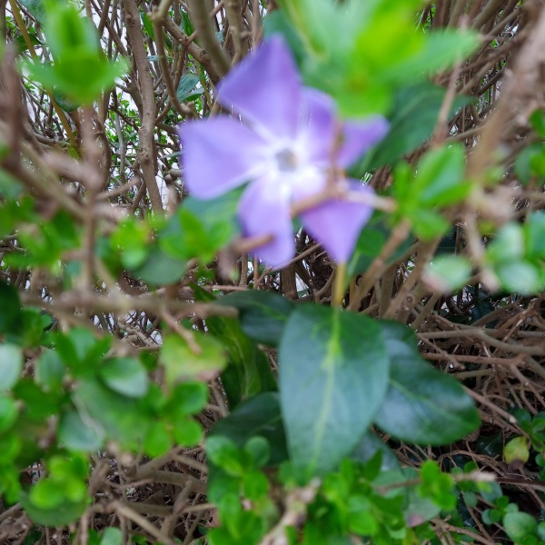 Thread 21 Starmer - Casting Nasturtiums