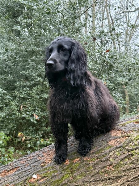 Mini Poodle Vs Show Cocker
