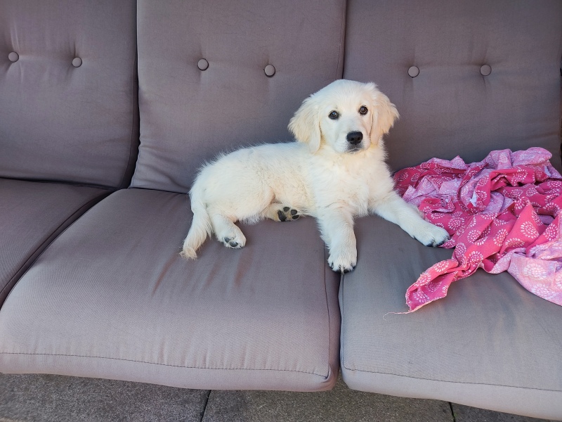 Golden Retriever puppy and walks