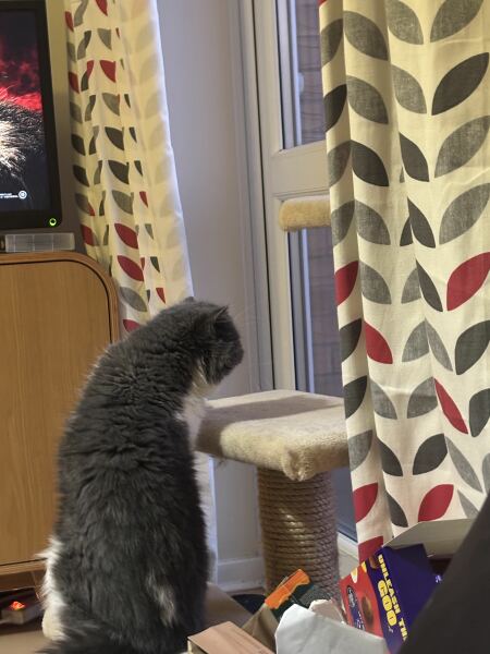 Pampered, Persian, Princess Penelope