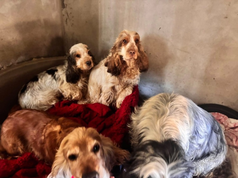 Over 100 dogs rescued ...