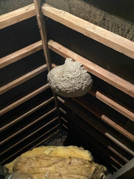 Wasp nest elderly dad and smoke bomb