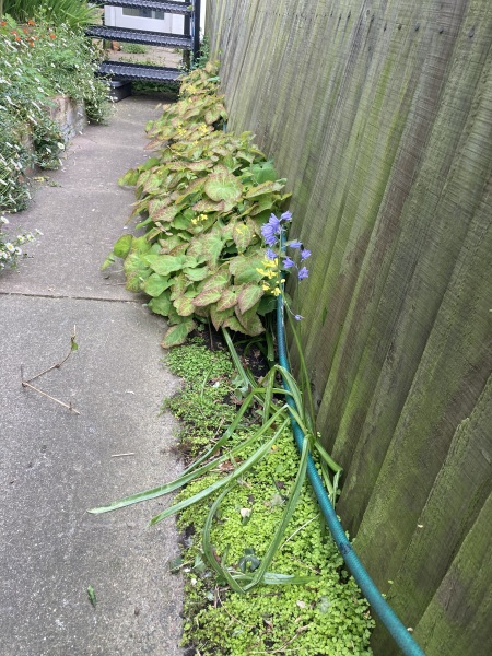 Small weed suppressing part shade plants?