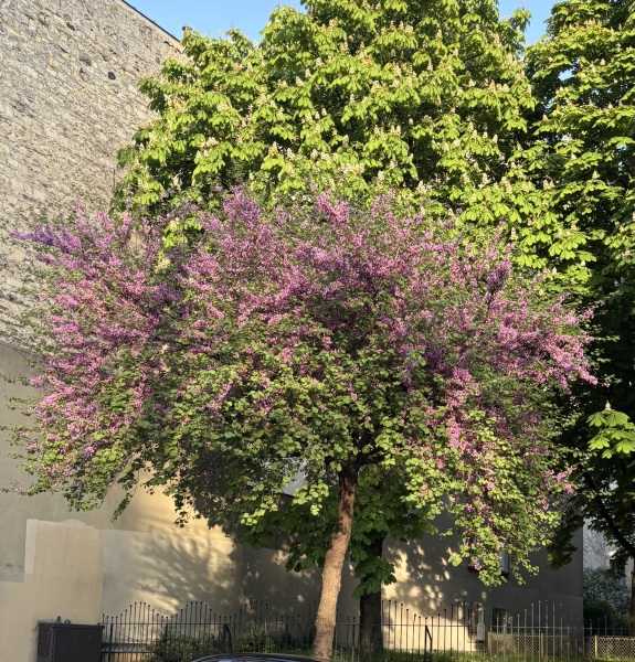 Lovely tree I spotted in Paris. What is it?