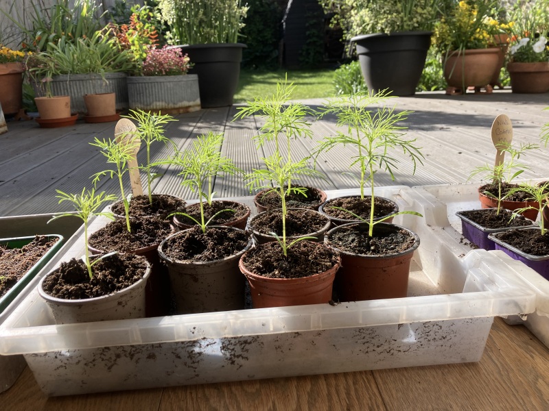 Pinching out Cosmos seedlings