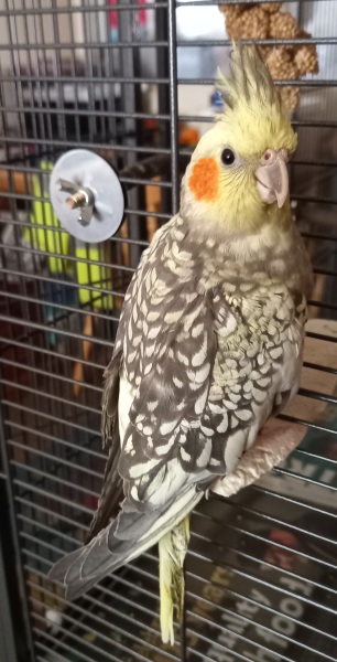 Thread 22 Starmer - Running up to local elections